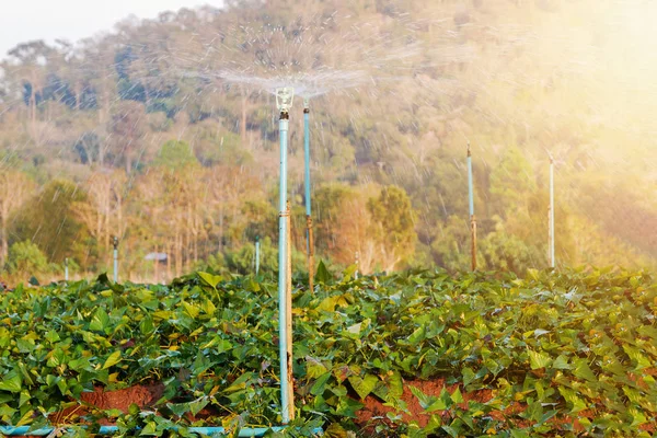 Sistema di irrigazione a irrigatore utilizzato per innaffiare nella smart farm Riduzione dei tempi, aumento delle rese — Foto Stock
