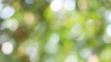 Yeşil bokeh arka plan, soyut bulanık yeşillik parlak güneş ışığı. Metin reklam tasarımı için kopya alanı ile organik tasarım doğa soyut arka plan.