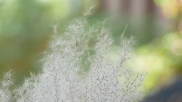 Flores de flores de grama soprando lentamente no vento. belo da natureza — Vídeo de Stock