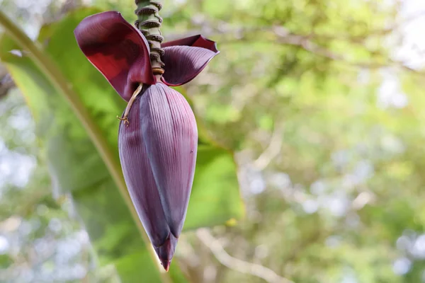 Kwiat banana Flower na banana Tree odnosi się do dużego, ciemnoczerwonego do purpurowego purpurowo-jak kwiat, który rośnie na końcu kija Banana — Zdjęcie stockowe