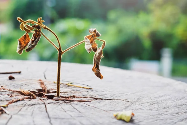 Muerto de una fuerte plántula creciendo en el tronco central del árbol, el enfoque en la nueva vida está muerto no está vivo, el concepto para las empresas falla al intentar expandirse o innovar. —  Fotos de Stock