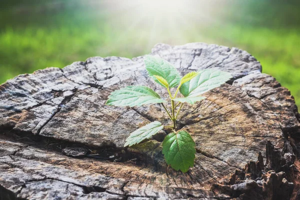 A strong seedling growing in the center trunk tree as a Concept of support building a future..focus on new life — Stock Photo, Image