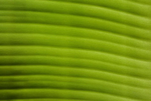 Nahaufnahme von grünen Bananenblättern Textur abstrakten Hintergrund — Stockfoto