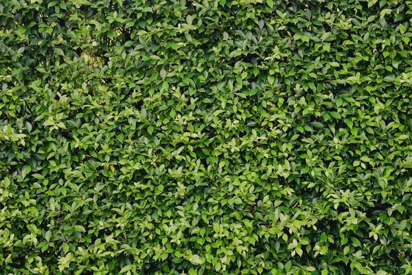 Foglie verdi muro siepe come sfondo di fresco muro verde — Foto Stock