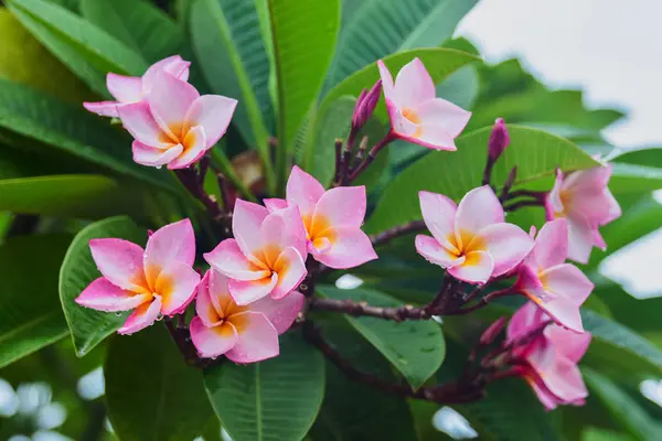 プルメリアルブラピンクの花の背景。熱帯園に咲くフランジパニの木、選ばれた焦点 — ストック写真