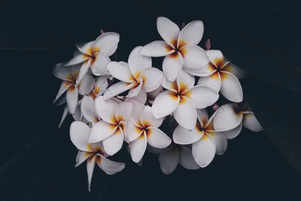 Plumeria rubra pink flower background. Frangipani tree bloom in tropical garden ,on drak tone — Stock Photo, Image