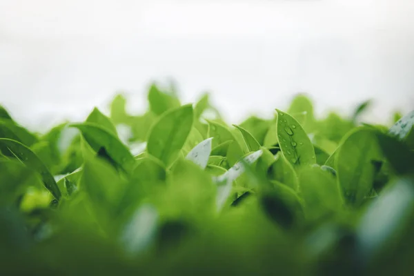 Groene bladeren plantage met regendruppels ochtend Vernieuwen achtergrond close-up — Stockfoto