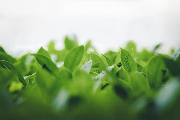 Grüne Blätter Plantage mit Regentropfen am Morgen erfrischen Hintergrund aus nächster Nähe — Stockfoto