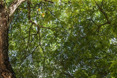 Yeşil yaprakları ile ağaç tepesine aşağı, yakından büyük ağaç görünümü. ağacın altında
