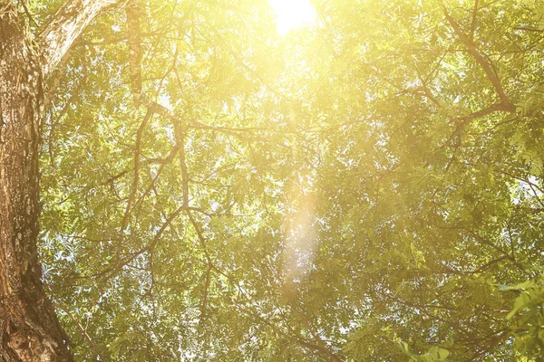 Großer Baum aus nächster Nähe, von unten bis in die Baumkrone mit grünen Blättern. unter Baumsonnenlicht — Stockfoto