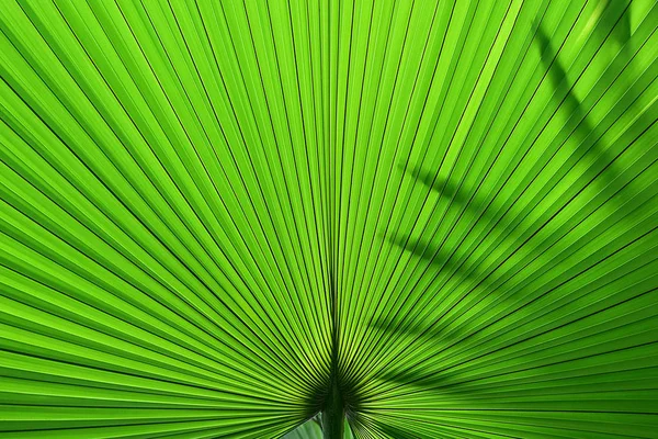 Tropical Palm Leaf Textura fundo verde escuro natureza fundo design — Fotografia de Stock