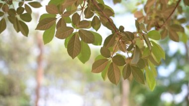 Ağacın altındaki yeşil ağaç yaprakları doğanın arka güzergahı