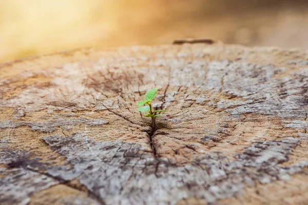 Strong Seedling Growing Center Trunk Tree Concept Support Building Future — Stock Photo, Image