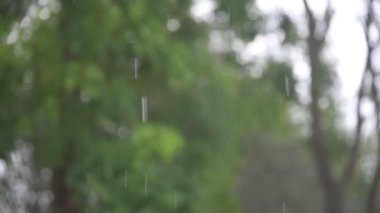 Şiddetli yağmurlar ve yağmur suları doğadaki yeşil yaprak ağacına düşer.