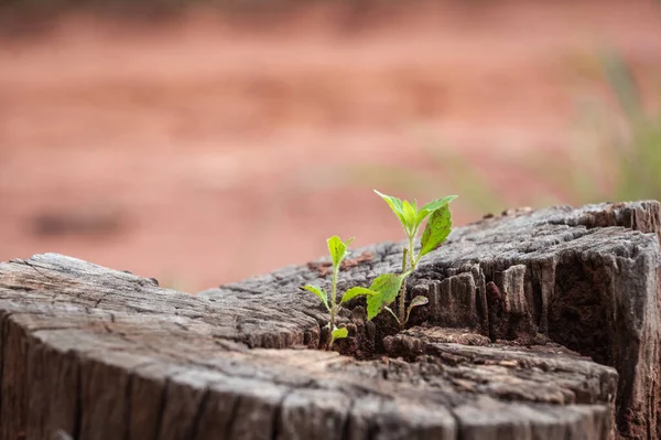 Strong Seedling Growing Center Trunk Cut Stumps Tree Concept Support — Stock Photo, Image