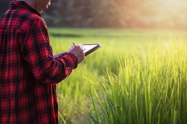 Akıllı çiftçi pirinç tarlası tarlası tarlasında teknoloji kullanıyor, tarım tarlasında tarım analizlerini tabletle kontrol ediyor.