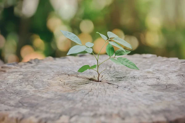 Una plántula fuerte que crece en el tronco central de los muñones cortados. árbol, Concepto de apoyo a la construcción de un futuro desarrollo empresarial se centran en la nueva vida —  Fotos de Stock