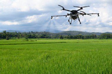Tarımsal dron çiftliği pirinç tarlalarına gübre sıkmak için sinek avlıyor. Endüstriyel tarım ve akıllı tarım drone teknolojisi