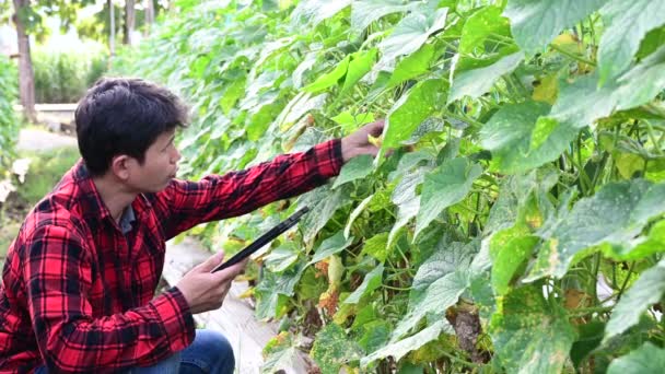 Agricultor inteligente usando aplicativo de tecnologia em tablet para verificar a análise de crescimento por tecnologia na fazenda de campo agrícola — Vídeo de Stock