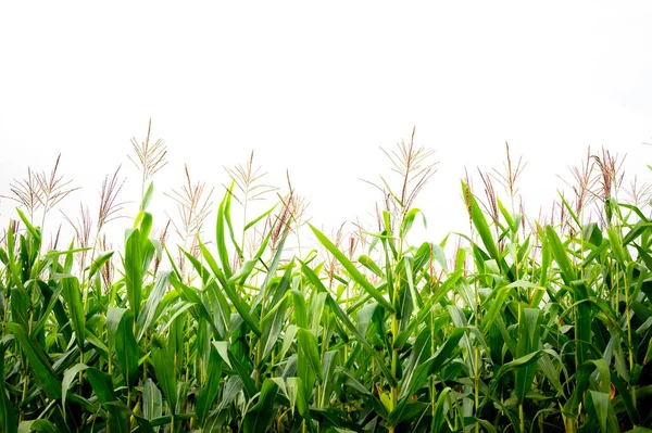 Mais nel campo di mais, Campo di mais verde su sfondo bianco — Foto Stock