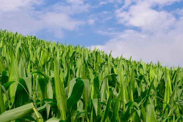 Mais nel campo di mais, Campo di mais verde su sfondo cielo blu giorno — Foto Stock