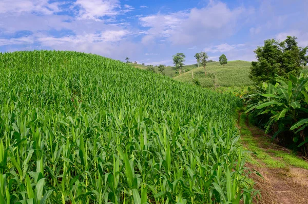 Milho no campo de milho, campo de milho verde no céu azul fundo do dia — Fotografia de Stock