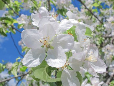 Bahçede mavi gökyüzüne karşı çiçek açan beyaz elma ağacı. Bahar günü, güzel narin çiçekler yakın plan. Sığ alan derinliği.