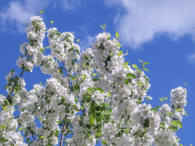 Bahçede mavi gökyüzüne karşı çiçek açan beyaz elma ağacı. Bahar günü, güzel narin çiçekler yakın plan.