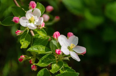 Bahçede çiçek açan beyaz çiçekler ve açılmamış pembe elma tomurcukları yeşil çimenlerin bulanık arka planında. Bahar günü, güzel narin çiçekler yakın plan. Sığ alan derinliği.