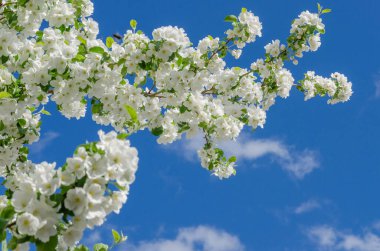Bahçede mavi gökyüzüne karşı çiçek açan beyaz elma ağacı. Bahar günü, güzel narin çiçekler yakın plan.