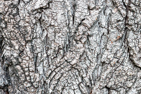 Corteccia d'albero marrone chiaro. La texture dell'immagine di sfondo. — Foto Stock