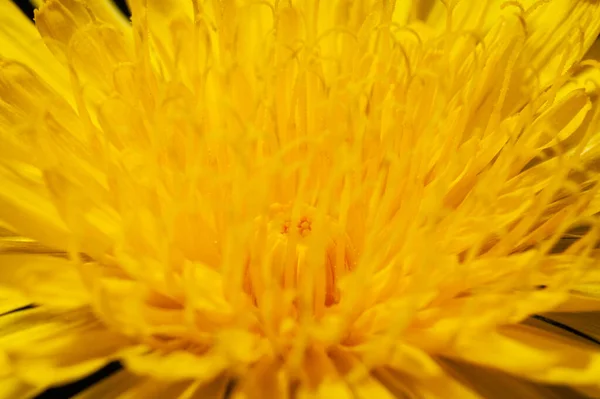 Gros plan sur la floraison du pissenlit jaune frais — Photo