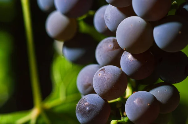 Close-Up Of Grapes Growing At Vineyard — Stock Photo, Image