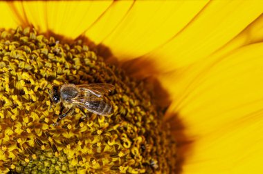 Güneşli ayçiçeğinin üzerinde yakın plan arı