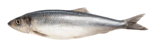 Salty herring isolated on white — Stock Photo, Image
