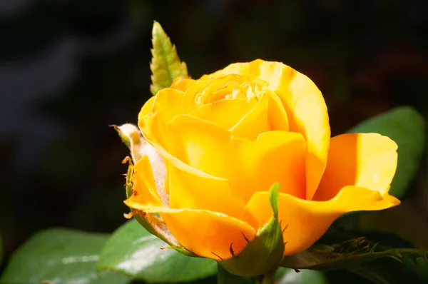 Vue rapprochée de la belle fleur de rose jaune en fleurs — Photo