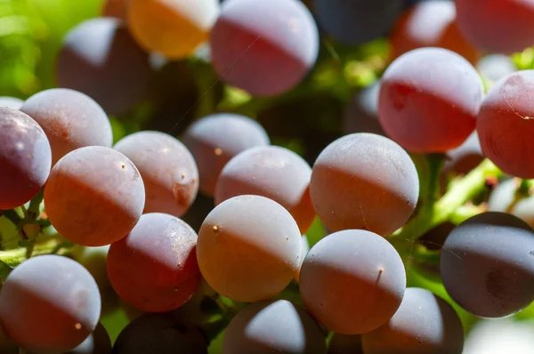 Närbild av druvor som växer på Vineyard — Stockfoto