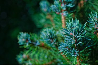 Noel konsepti ağaç dalları kavramı