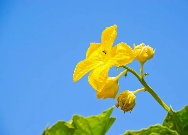 Amarelo Única Flor Jardim Livre — Fotografia de Stock