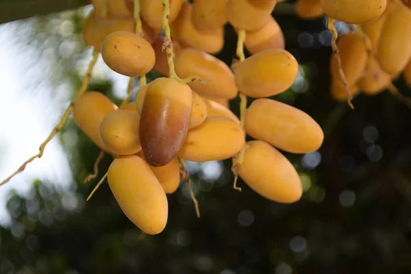 Baluchistan frutta fresca dolce giallo datteri giardino di casa — Foto Stock