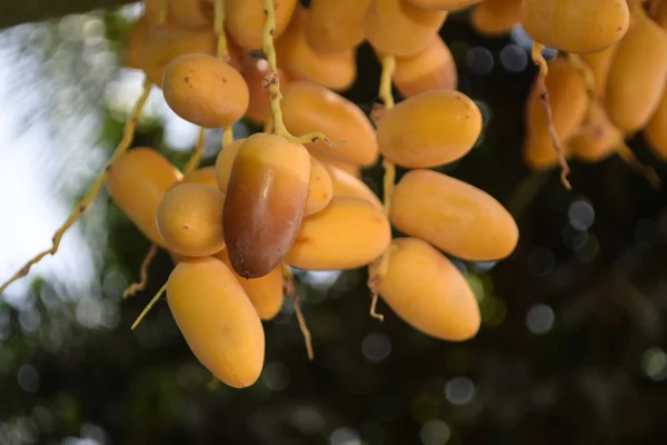 Baluchistan frutta fresca dolce giallo datteri giardino di casa — Foto Stock