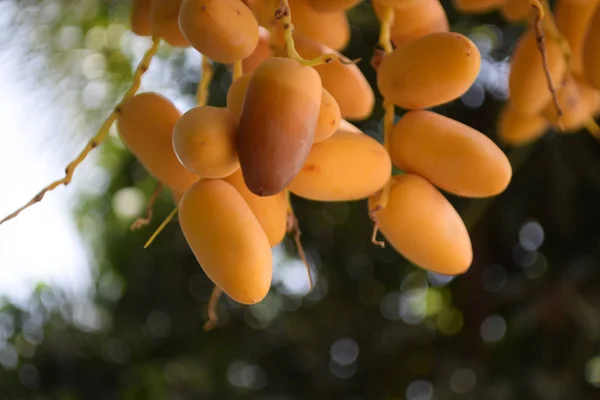 Baluchistan frutta fresca dolce giallo datteri giardino di casa — Foto Stock