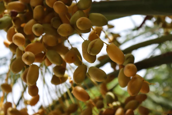 Baluchistan Fresco Giallo Date Frutta — Foto Stock