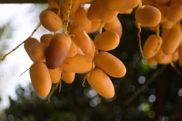 Belucistan taze tatlı meyve sarı tarihler ev bahçesi