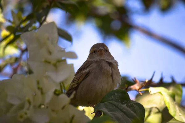 Vogel Auf Weißer Blume Outdoor Tierfotografie — Stockfoto