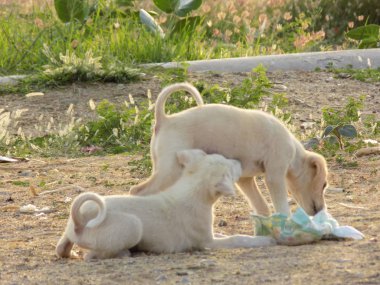 sokakta oynayan küçük köpek