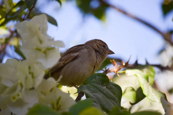 Vogel Bloemen Tuin — Stockfoto