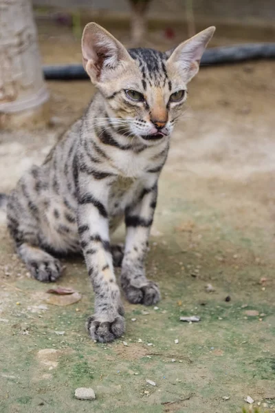 Kedi genç siyah kedi yavrusu, evcil hayvan erkek memelilerin arkaplan resmi.