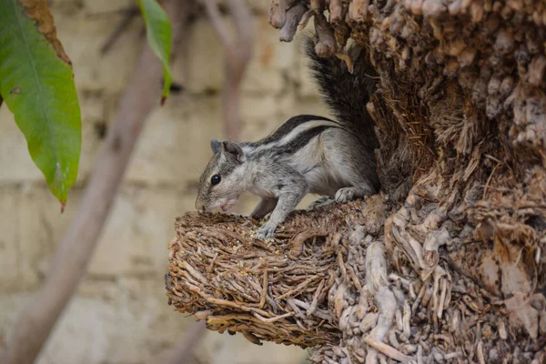 Parkta yemek yiyen sevimli Asya gri sincabı, vahşi hayvan memeli.