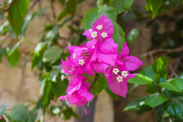 粉红花朵闭合 花朵在花园中呈红色 植物背景自然门绿色植物 — 图库照片
